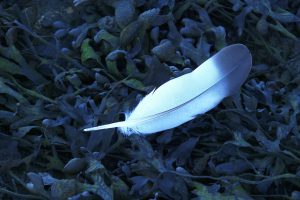 An image of a blue feather on scrubland
